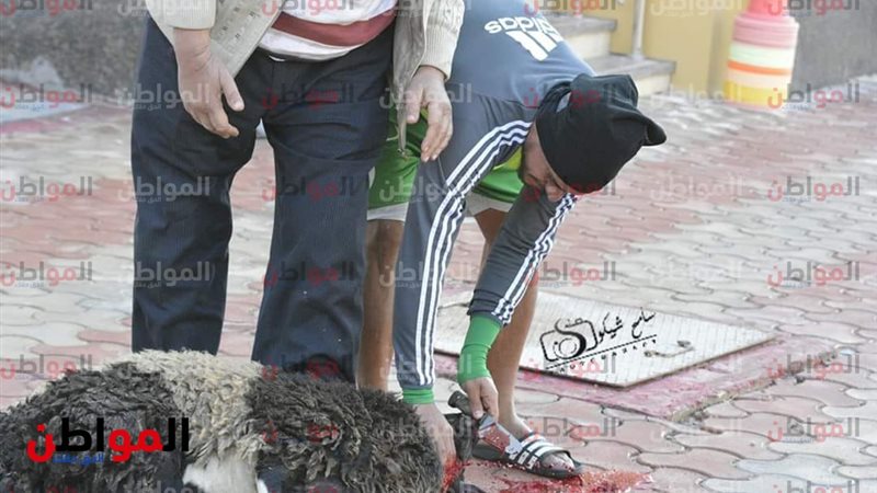 خالد قمر يذبح خروف