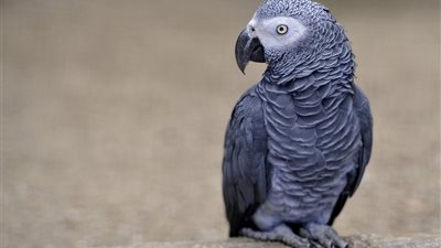 بصوت عذب.. ببغاء يقرأ القرآن بطريقة رائعة