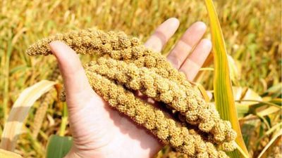 النبات السحري .. هذه فوائد الدخن للرجيم 