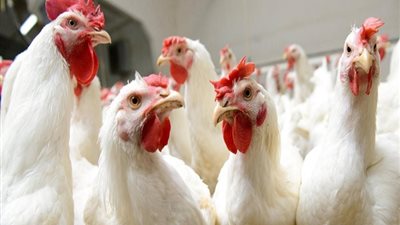 في طقس غدا السيء .. اعرفي اسعار الدواجن وحضري شوربة لأسرتك