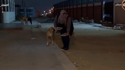 فيديو.. سيدة تطعيم الحيوانات المشردة لمدة عشر سنوات