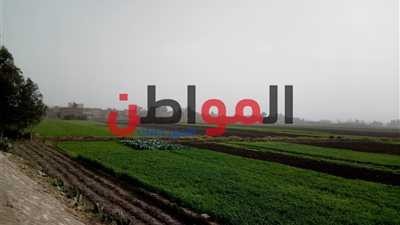 فيديو| طقس غدا.. رياح شديدة محملة بالأتربة تصل حد العواصف في الغربية 