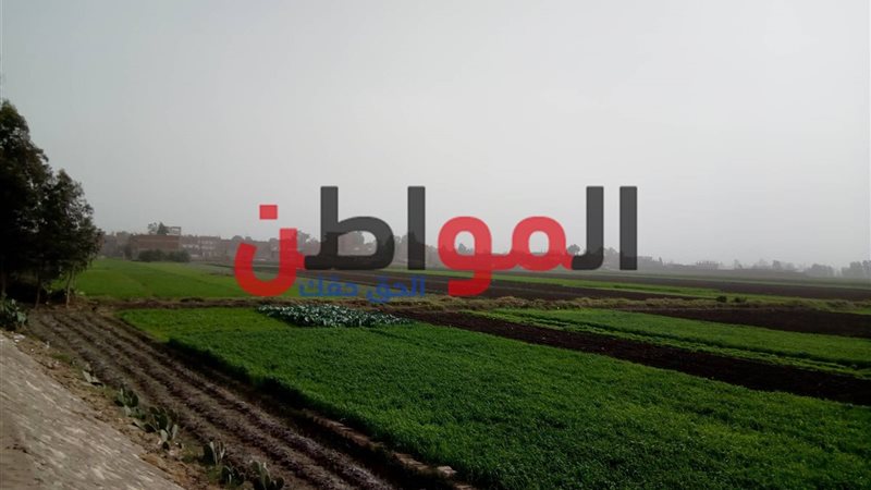 طقس غدا بالغربية