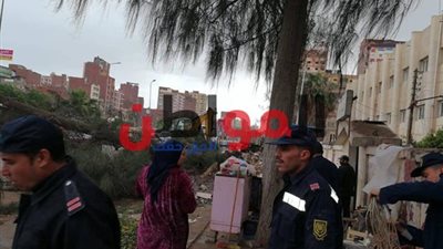 صور.. عاصفة رملية تقتلع الأشجار من جذورها في المحلة الكبرى