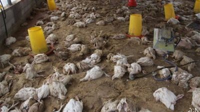 الرياح العاتية تعصف بالدجاج في اخبار الطقس بالبحيرة 
