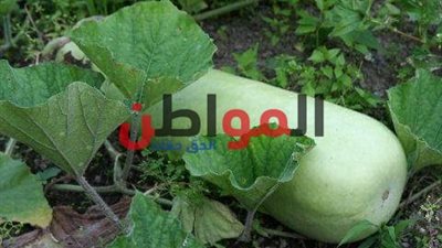 لهذه الأسباب.. مزارعو البحيرة يفضلون زراعة اللب الأبيض على القطن