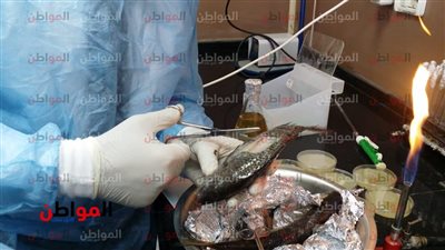 صور| رئيس جامعة دمنهور: الأسماك المصرية ذات جودة عالية وآمنة 