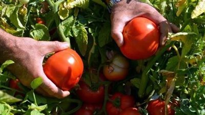 سعر الطماطم اليوم الجمعة 25 يناير 2019 في سوق العبور