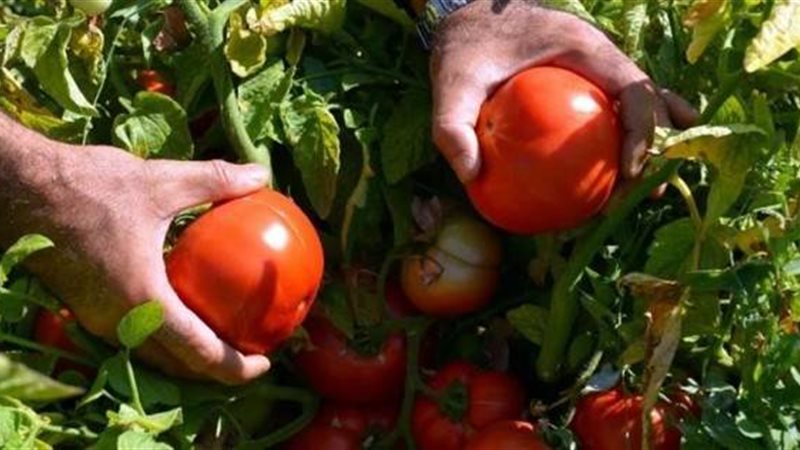 سعر الطماطم اليوم