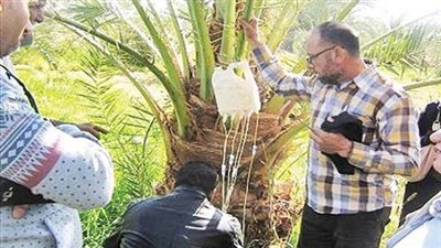 فحص 278 ألف و 595 نخلة للكشف عن سوسة النخيل الحمراء في قنا   