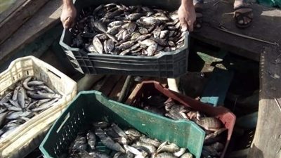 صور.. محافظ كفرالشيخ يتابع حملة إزالة التعديات على بحيرة البرلس