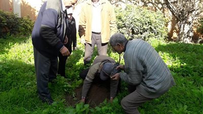 صور.. زراعة 60 شجرة مثمرة بمدارس الإسكندرية ضمن مبادرة السيسي