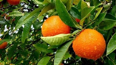 سعر البرتقال في سوق العبور اليوم الجمعة 1 فبراير 2019 