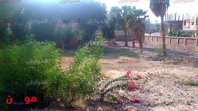 فيديو وصور| 