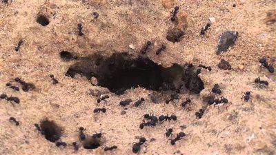 حكايات قبل النوم.. احكى لـ أطفالك قصة قرية النمل الأسود 