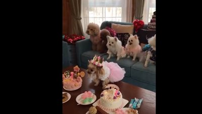 ده عايش أحسن مننا.. عيد ميلاد كلب بصحبة اصدقائه يشعل السوشيال ميديا