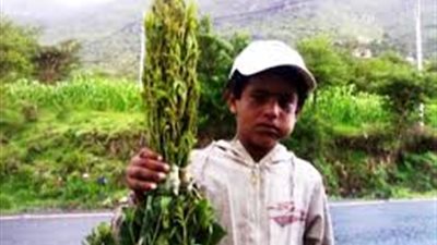 كارثة نبات القات .. 20% من أطفال اليمن يدمنوه