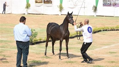 هذا موعد انطلاق فعاليات مهرجان الشرقية العاشر للهجن العربية