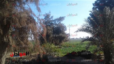 حالة الطقس اليوم  الاثنين في بني سويف .. خد فكرة قبل ما تخرج 