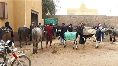 ننشر نتائج الحملة القومية لتحصين الماشية ببني سويف