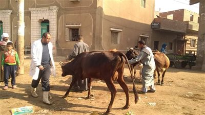 «بيطري بني سويف» تكشف نتائج الحملة القومية لتحصين الماشية