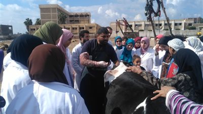 صور| جامعة دمنهور تنفذ قافلة بيطرية توعوية بقرية لقانه