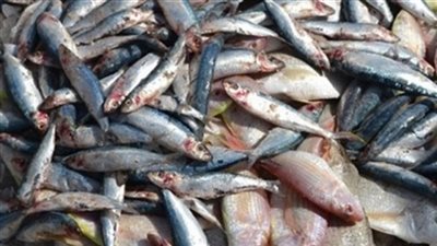 ضبط كمية أسماك مملحة غير صالحة للاستهلاك الآدمي ببيلا