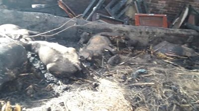 صور| نفوق 30 رأس من ماشية في حريق هائل بالمنوفية