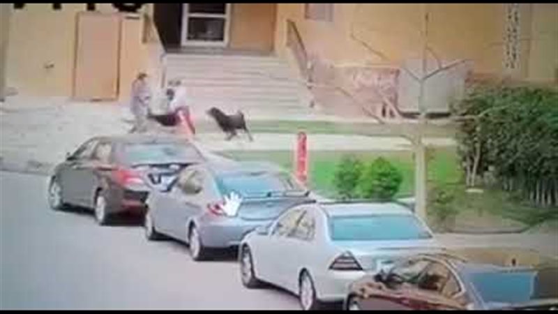 طفل مدينتي ضحية هجوم