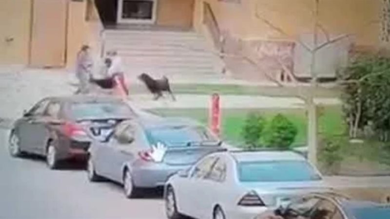 طفل مدينتي ضحية هجوم