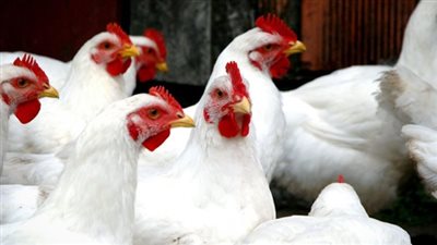 أسعار الدواجن اليوم الجمعة 1 مارس 2019 في مصر