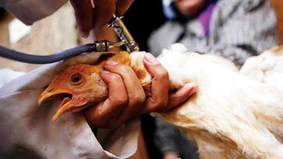 الحكومة تعلن اكتشاف عترة جديدة لمرض إنفلونزا الطيور وتحذر المواطنين