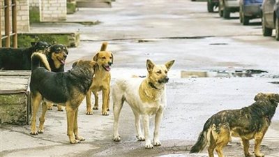 حلول برلمانية لمواجهة أزمة الكلاب الضالة ..«لا للقتل نعم للإخصاء»