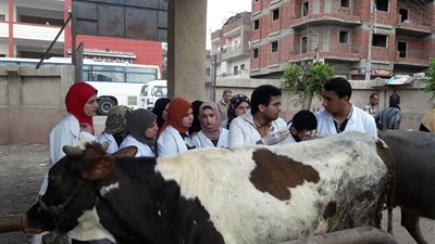 «بيطري مشتهر» توجه حملة بيطرية مجانية إلي قرى قها