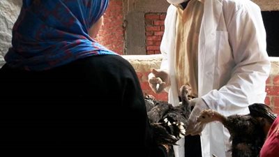 صور| حملات بيطرية ضد إنفلونزا الطيور بالشرقية