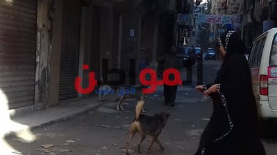 أهالي الإسكندرية يوافقون على تصدير الكلاب الضالة ويرفضون قتلها