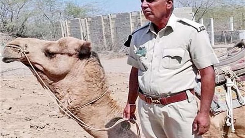 جمل يرفض تناول الطعام