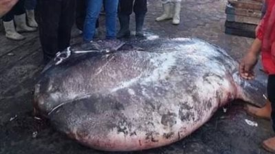صور| صيادي برج البرلس يعثرون على سمكة الشمس الضخمة 