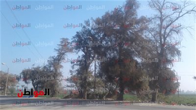 «الشمس تسيطر» حالة الطقس اليوم الأحد 10 مارس 2019 في بني سويف