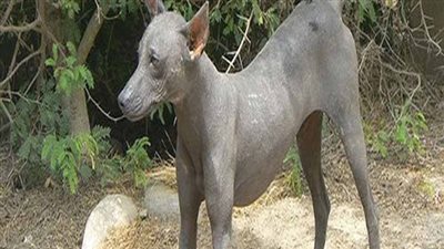 امسك اشاعة| سلعوة في قرية المناصرة غرب بورسعيد تهاجم طفلة