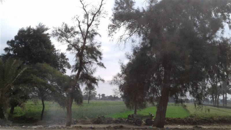 حالة الطقس ببني سويف