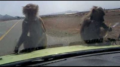 قرود على طريق السعودية لهذا السبب