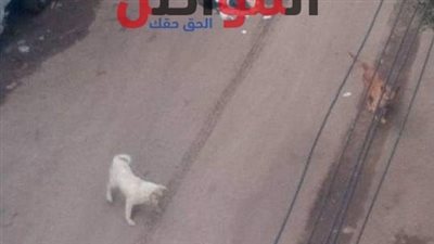 انتشار الكلاب الضالة بشوارع دمنهور.. الأهالي: «خايفين على عيالنا»