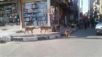 صور| انتشار الكلاب الضالة والخطرة في شوارع بني سويف