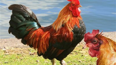 لا وحوش بصحيح .. مصارعة بين دجاج وثعلب والفائز غير متوقع