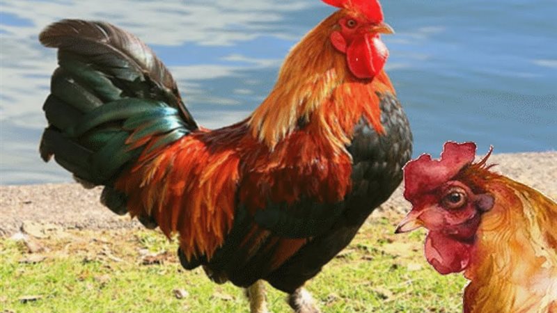 مصارعة بين دجاج وثعلب