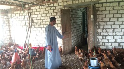 «حسبة برما» تُغلق مزارع الدواجن.. وأرباب المهنة: «بيوتنا اتخربت»