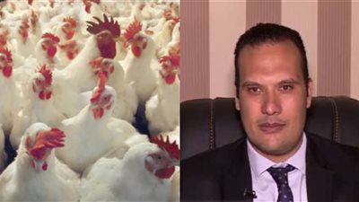 خاص| بعد تأجيل قانون حظر تداول الدواجن الحية.. «الزراعة»: لن نمنع بيعها