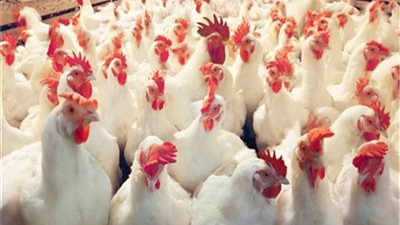 أسعار الدواجن اليوم الجمعة 15 مارس 2019 في السوق المصري 
