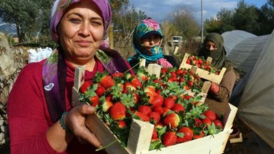 وزارة الزراعة تستعرض أهم المشاكل التي تواجه مزارعي الفراولة وطرق حلها